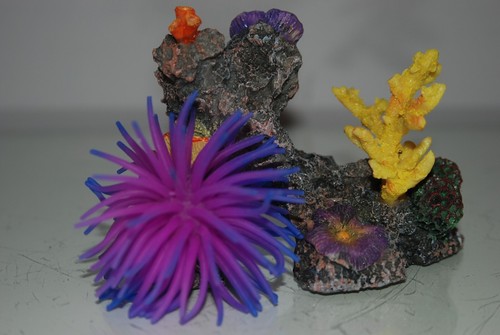 Aquarium meer korallenriff - meer,