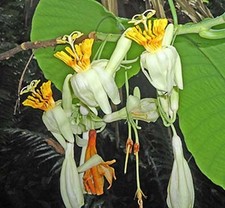 Passiflora macrophylla | Tree