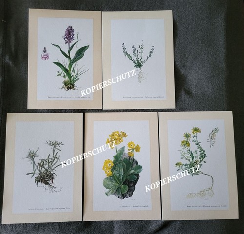 Kunstdrucke knabenkraut - 5,