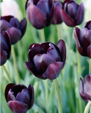 Tulpen Zwiebeln *Queen of the