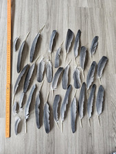 30 graue Vogelfedern Papageienfeder Feder Papagei Traumfänger Mauserfedern grau