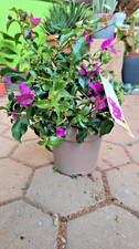 Bougainvillea alexandra 30-50