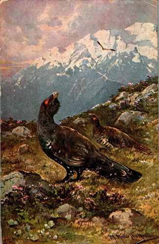Jagd fasan fasane - fasane, col.