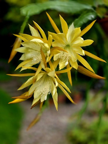 Epiphyllum epicactushybride - epiphyllum,