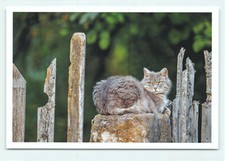 1 AK Katze "Zur schönen