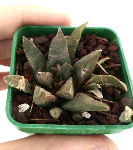 Ariocarpus trigonus - , x
