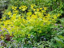 Smyrnium perfoliatum 20 Samen