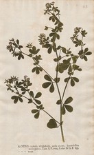 Lotus recta clover Klee