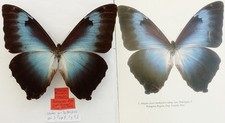 HOLOTYPE MORPHO CISSEIS
