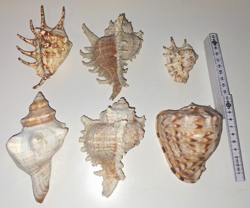 Alte muscheln - 5,