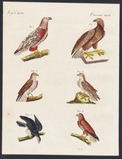 birds of prey raptors Adler Geier eagle Buteo Vögel engraving Bertuch 1800