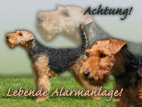 Welsh terrier hundeschild - terrier,