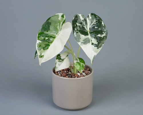 Alocasia frydek variegata - alocasia,