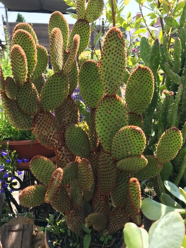 Opuntia microdasys - ,