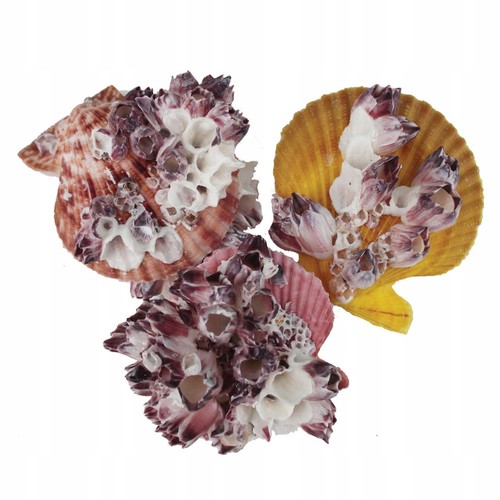 Aquarium dekorative muscheln - aquarium,