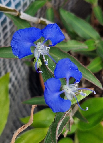 Commelina chamissonis - , 2