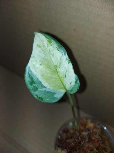 Epipremnum japanese global - japanese,