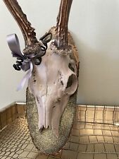 1 Stück Rehgeweih, Rehbock, Geweih, Gehörn, Vintage, Wand -Deko