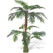 Cycadaceae cycas palmfarne - cycadaceae, |