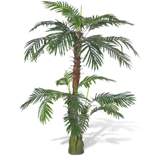 Cycadaceae cycas palmfarne - cycadaceae, cycas-palmfarne