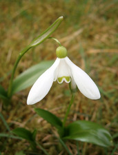 10x Galanthus Woronowii