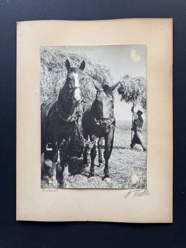 Vintage foto pferde bei - vintage,