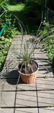 Yucca Elata ca. 70cm