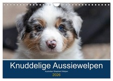 Australian Shepherd Welpen