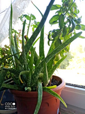 Aloe Vera Ableger – ca. 22,5 cm – gesund & kräftig – nur die Pflanze