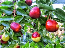 Ziziphus jujuba Pflanze  140-160     cm Chinesische Dattel  Li -Luli