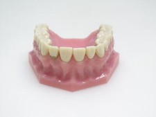 Frasaco Dental Modell UK Unterkiefer