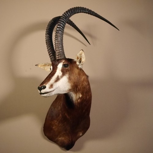 Rappenantilope hippotragus - rappenantilope, (hippotragus