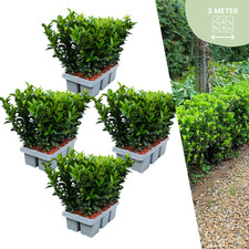 Euonymus 'Green Spire' – Buxus Ersatz – 24,48, 72 Pflanzen Ø7cm, Höhe 15cm