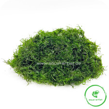 Phönix-Moos (Fissidens fontanus) Aquascaping garnelensicher pflegeleicht