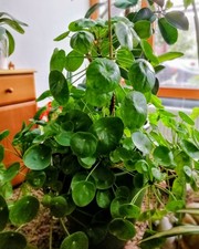 Pilea Peperomioides ( ca 1 m mit Topf)