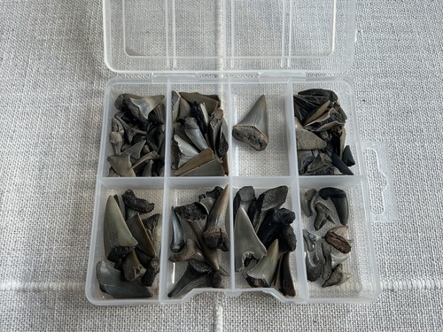 Hai zähn fossilien konvolut - hai-zähn,