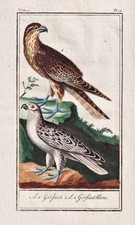 ca. 1780 Gerfalke Falke gerfaut falkon gravure Kupferstich antique print Buffon