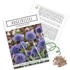 Kugeldistel Samen (Echinops ritro) - Schöne Blumen mit blauen Blütenköpfen