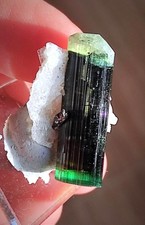 Grünköpfiger schwarzer