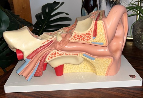 Vintage west german - vintage, anatomical