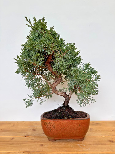 Bonsai chinesischer wacholder - bonsai,