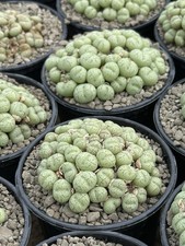 Conophytum truncatum (Lebende Steine) Keine Lithops 9 cm Topf