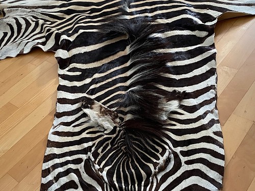 Echtes zebrafell exotisches - zebrafell,