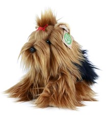 Hund yorkshire terrier cm - yorkshire, 23