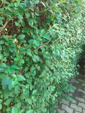 60 Stück für 10 m Wintergrüner Liguster STECKLINGE Atrovirens  Heckenpflanzen