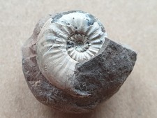 Pleuroceras aff salebrosum - pleuroceras,