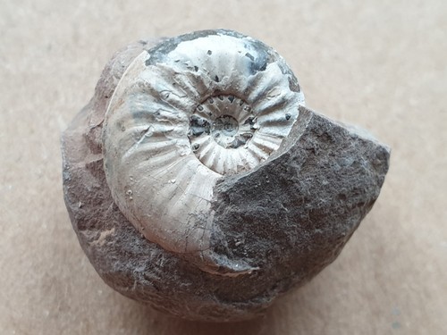 Pleuroceras aff salebrosum - pleuroceras,