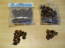 Bastelmaterial Casuarina Zapfen Bucheckern naturbelassen Deko-Material