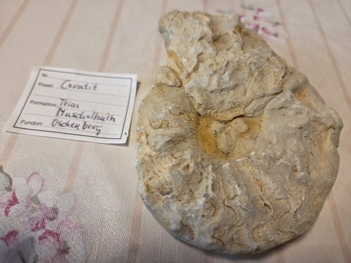 Ammonit ceratit trias cm - ceratit,