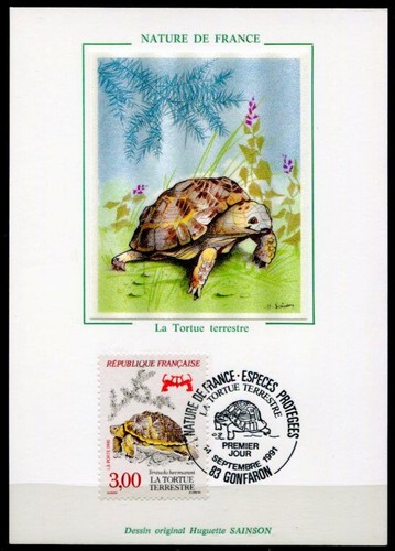 Schildkröte griechische - schildkröte.,